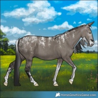 Horse Color:Powder White Gray Grullo 