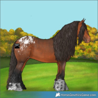 Horse Color:Bay Appaloosa  and Bay Appaloosa 
