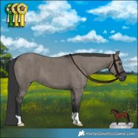 Horse Color:Grullo Brindle