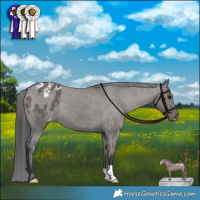 Horse Color:Grullo Appaloosa Brindle 