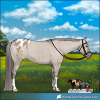 Horse Color:Liver Red Dun Appaloosa Brindle 