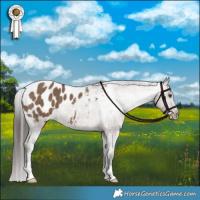 Horse Color:Liver Red Dun Appaloosa Brindle