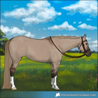 Horse Color:Liver Red Dun 