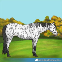 Horse Color:Blue Roan Near Leopard 