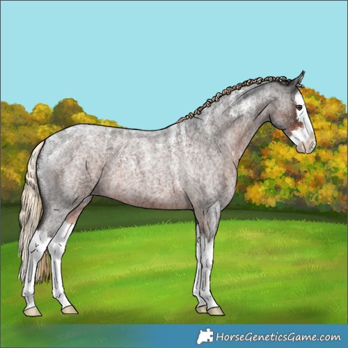 Horse Color:Powder White Liver Red Roan Splash 