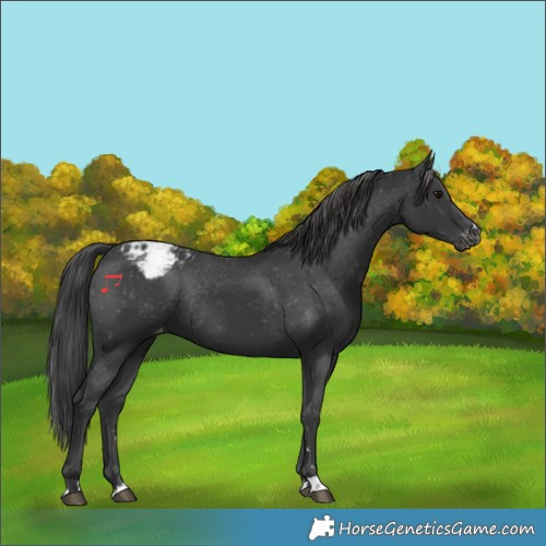 Horse Color:Black Appaloosa Rabicano 