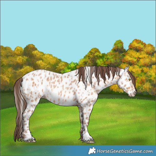 Horse Color:Amber Champagne Appaloosa  and Amber Champagne Appaloosa 