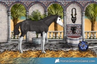 Horse Color:Smoky Black Splash