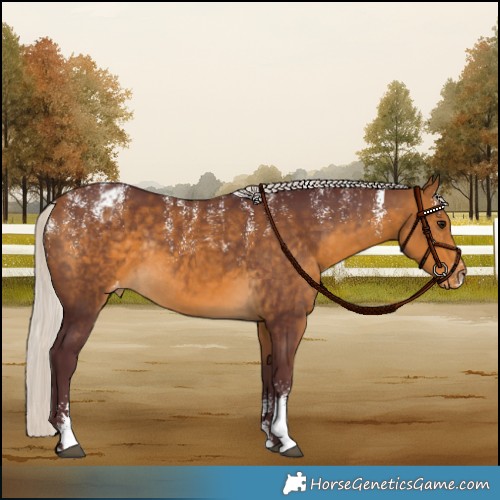 Horse Color:Powder White Chocolate Silver Buckskin Appaloosa Rabicano