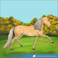 Horse Color:Palomino Frame 