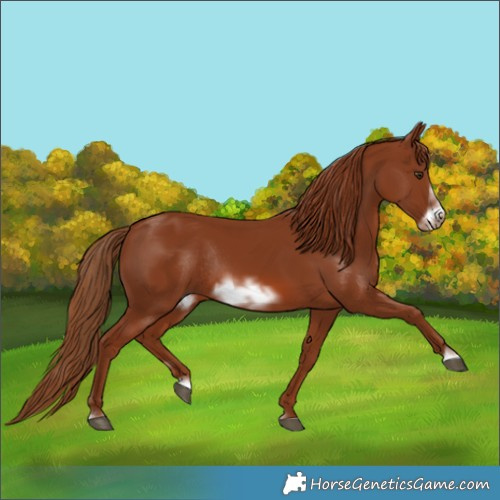 Horse Color:Chestnut Frame Rabicano 