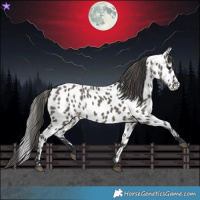 Horse Color:Grullo Appaloosa 