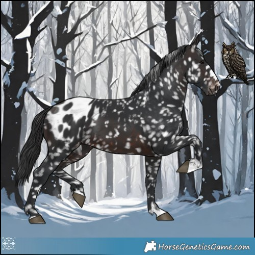 Horse Color:Brown Appaloosa 