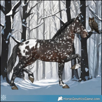 Horse Color:Brown Appaloosa