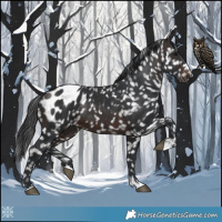 Horse Color:Brown Appaloosa 