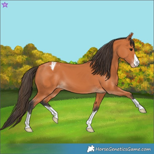 Horse Color:Bay Appaloosa