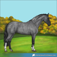 Horse Color:Blue Roan Tobiano 
