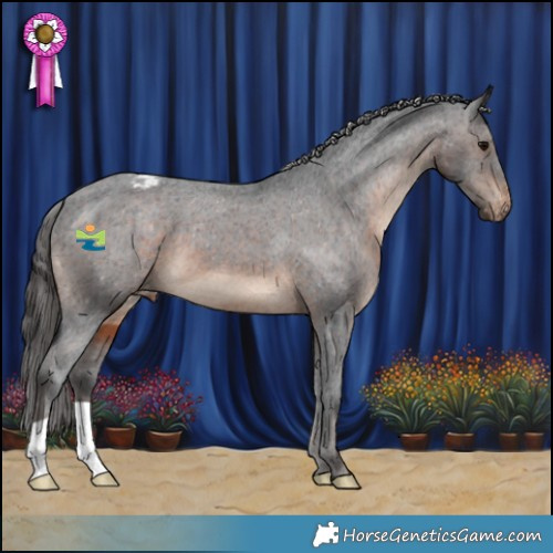 Horse Color:Brown Appaloosa 