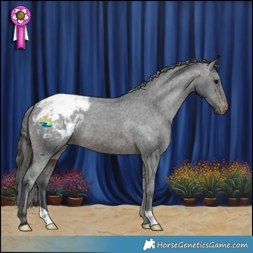 Horse Color:Brown Appaloosa 