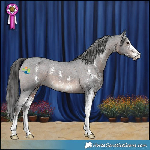 Horse Color:Brown Sabino Appaloosa 