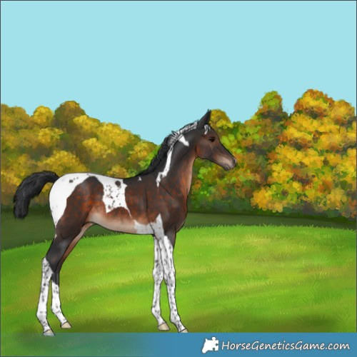 Horse Color:Brown Tobiano 