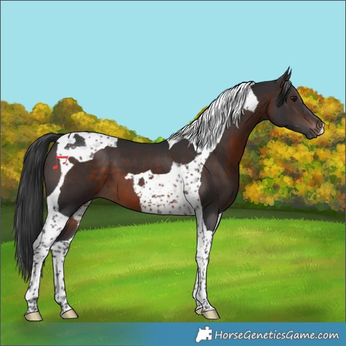 Horse Color:Brown Tobiano 