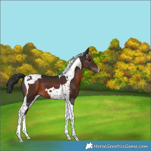 Horse Color:Brown Tobiano 