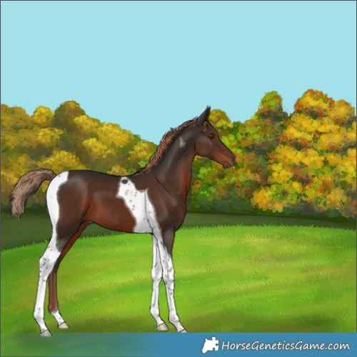Horse Color:Liver Chestnut Tobiano 
