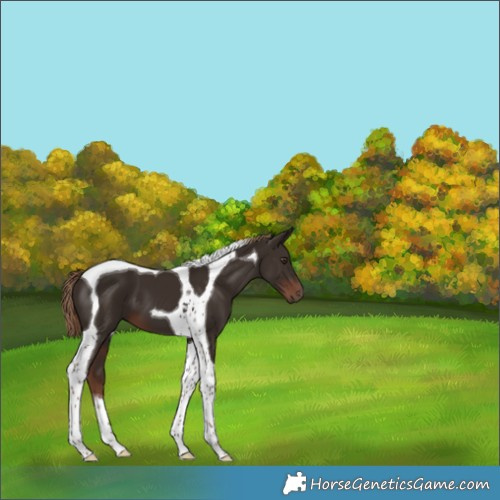 Horse Color:Liver Chestnut Tobiano 