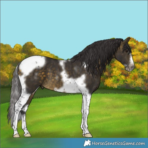 Horse Color:Powder White Buckskin Tobiano Frame 