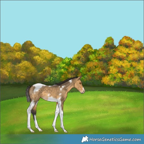 Horse Color:Buckskin Dun Tobiano Frame 