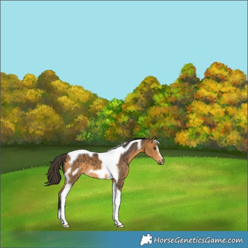 Horse Color:Buckskin Tobiano Frame 
