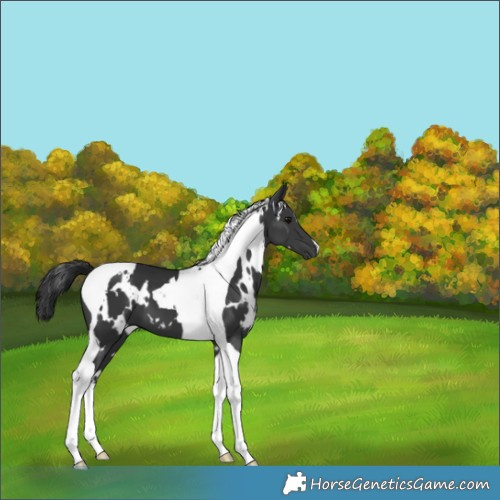Horse Color:White Spotted Black Tobiano 