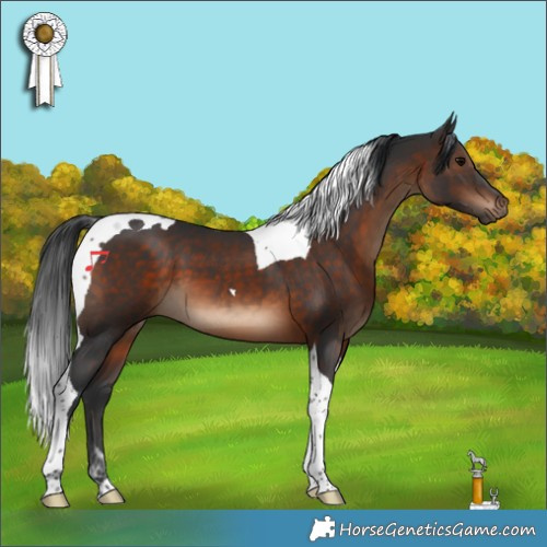 Horse Color:Brown Tobiano 