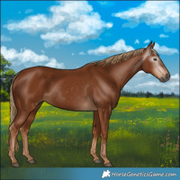 Horse Color:Gray Chestnut 