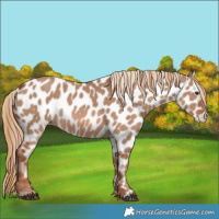 Horse Color:Red Dun Appaloosa 