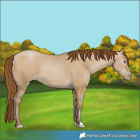 Horse Color:Gray Smoky Grullo Pearl