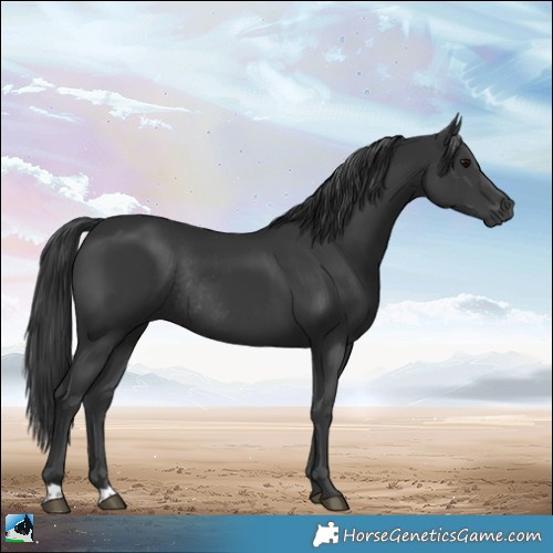 Horse Color:Black Rabicano