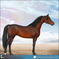 Horse Color:Brown Rabicano 