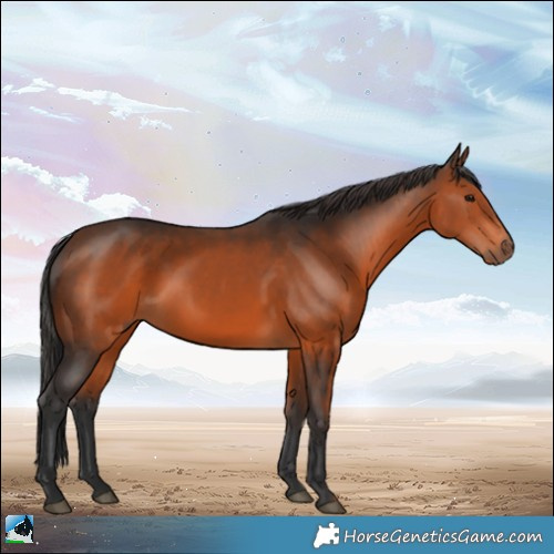 Horse Color:Brown Rabicano 