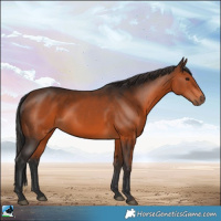 Horse Color:Brown Rabicano