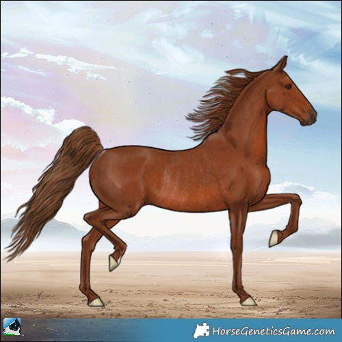 Horse Color:Chestnut Rabicano 
