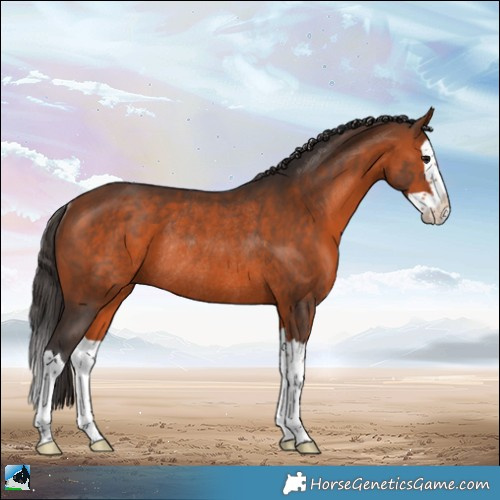 Horse Color:Bay Splash Rabicano