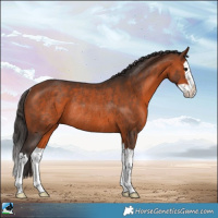 Horse Color:Bay Splash Rabicano 