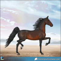 Horse Color:Brown Rabicano 