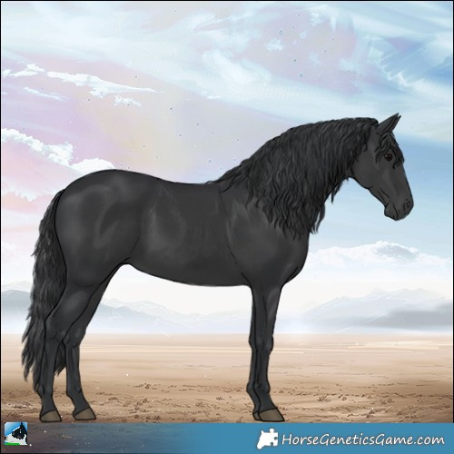 Horse Color:Black Rabicano