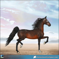 Horse Color:Gray Brown Rabicano