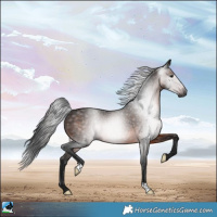 Horse Color:Gray Brown Rabicano 