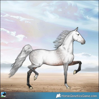 Horse Color:Gray Brown Rabicano 