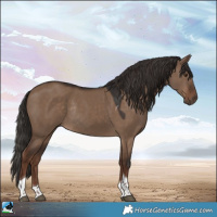 Horse Color:Liver Red Dun Tobiano Rabicano 